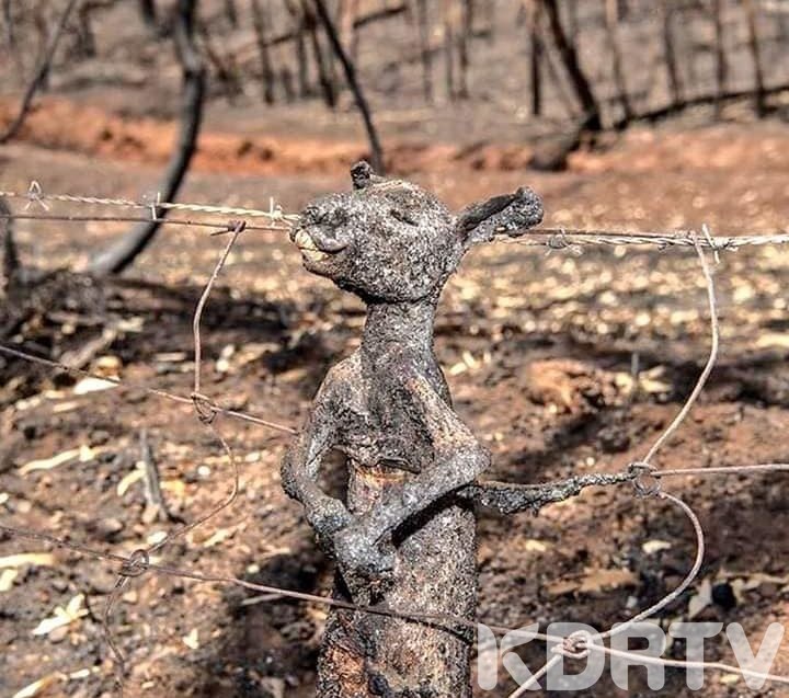 Kangaroo roasted a life with raging fire