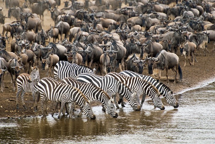 africa best places to visit see great migration masai mara kenya