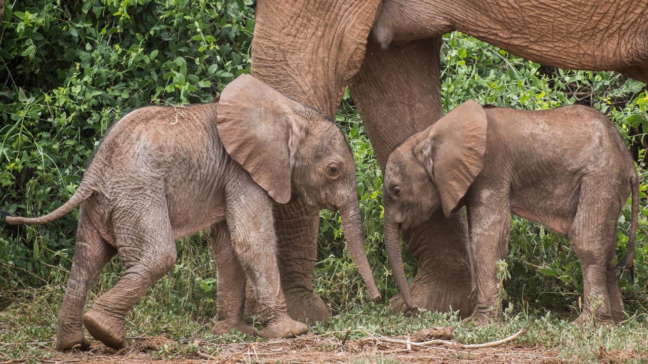 220120165623 01 kenya twin elephants