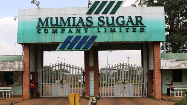 Govt halts sugarcane milling in Western region amid shortage