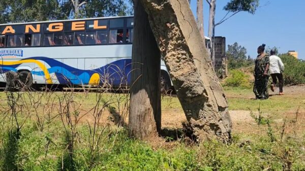 Guardian Angel Bus Stop as Hen Escapes Into Bush